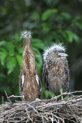 young Malayan Night Heron
