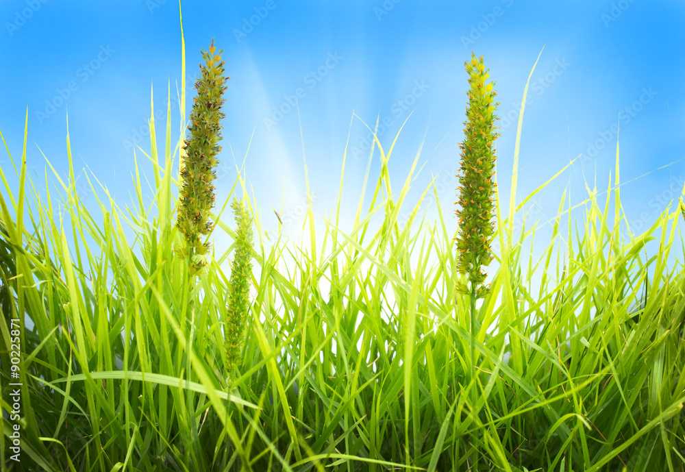 Fototapeta premium Green grass and blue sky background