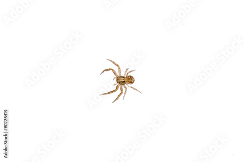 Brown spider on a white background