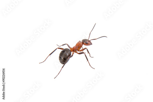 Brown ant on a white background © NERYX