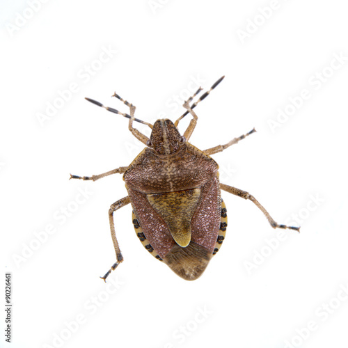 Brown shield bug on a white background