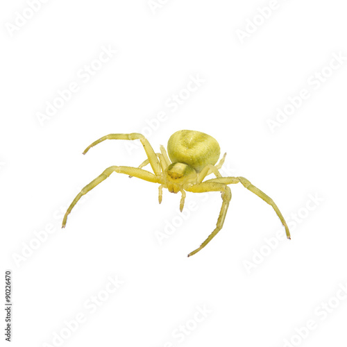 Green spider on a white background