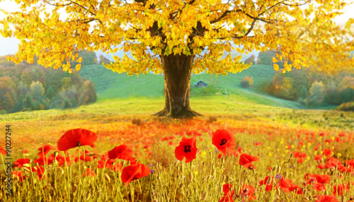 Beautiful autumn landscape with a lonely tree and poppies (medit