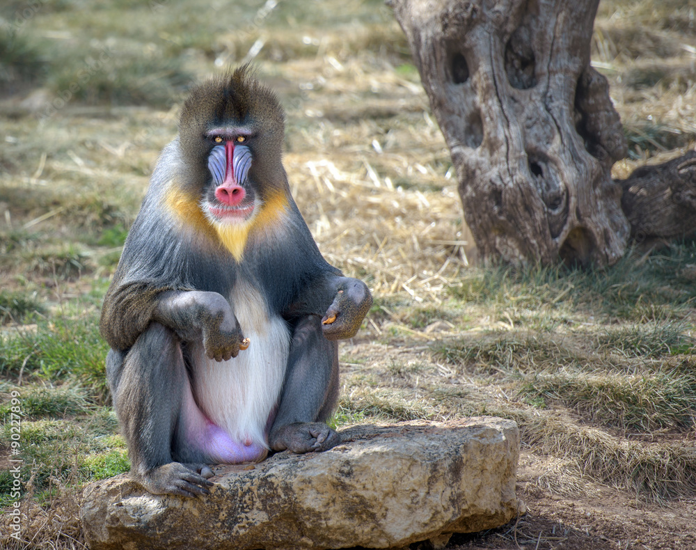 Naklejka premium Colorful male mandrill monkey looking in camera