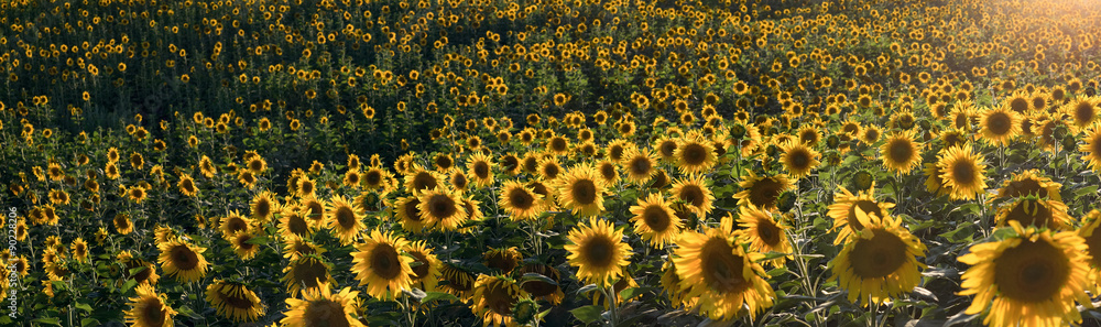 Panorama of sunflowers meadow from a field side, sunset, summer time. Four shots. Summer evening. Altai region. Panorama of sunflowers meadow from a field side, sunset, summer time. Four shots. Summer evening. Altai region.