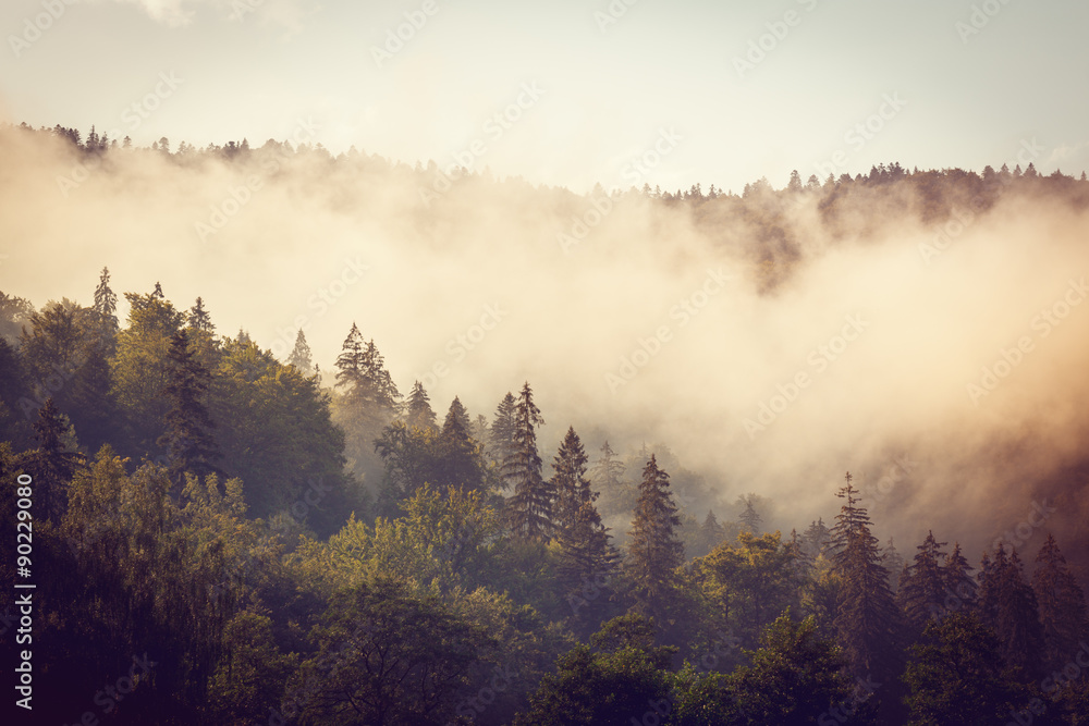 grey fog under a wood