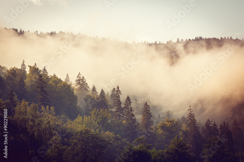 grey fog under a wood