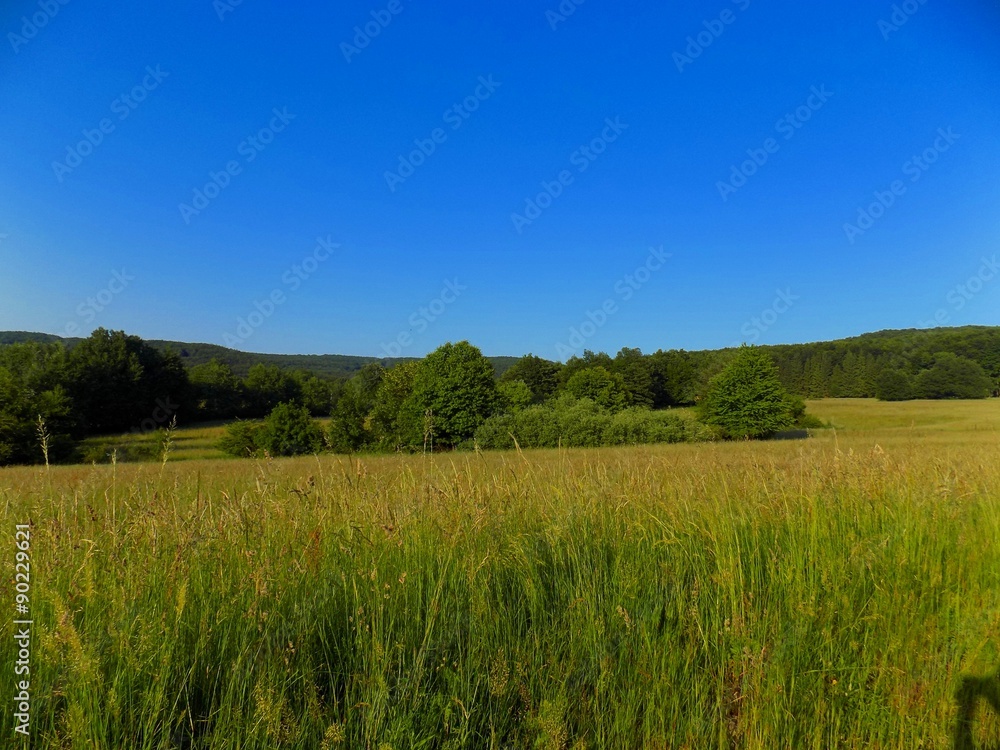 Meadow, forest and blue sky