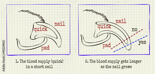 vector illustration animal grooming claws