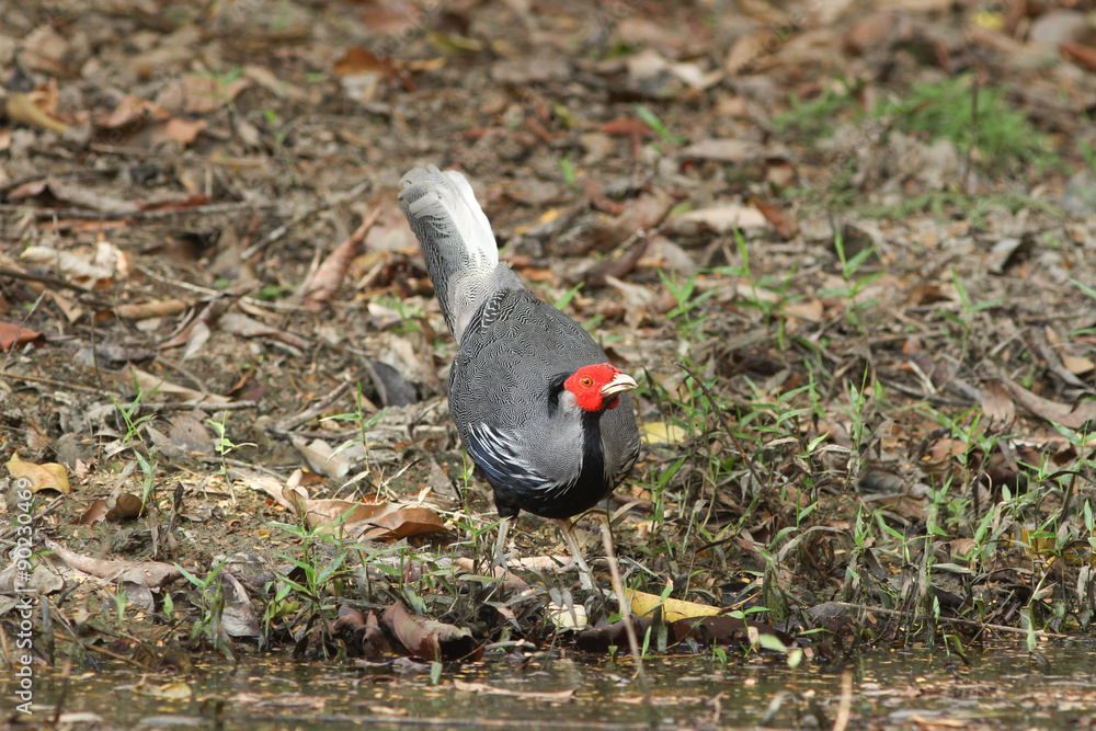 Kalij Pheasant (Lophura leucomelanos) bird Kalij Pheasant (Lophura leucomelanos) bird