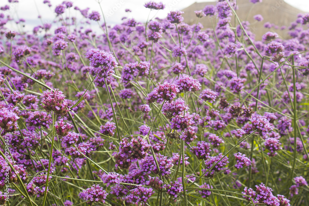 Obraz premium soft focus verbena flower in garden
