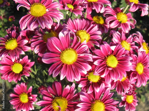 Two Tone Pink Chrysanthemums 