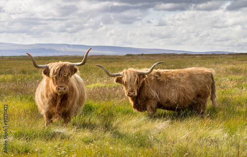 Pair of Highland Cattle