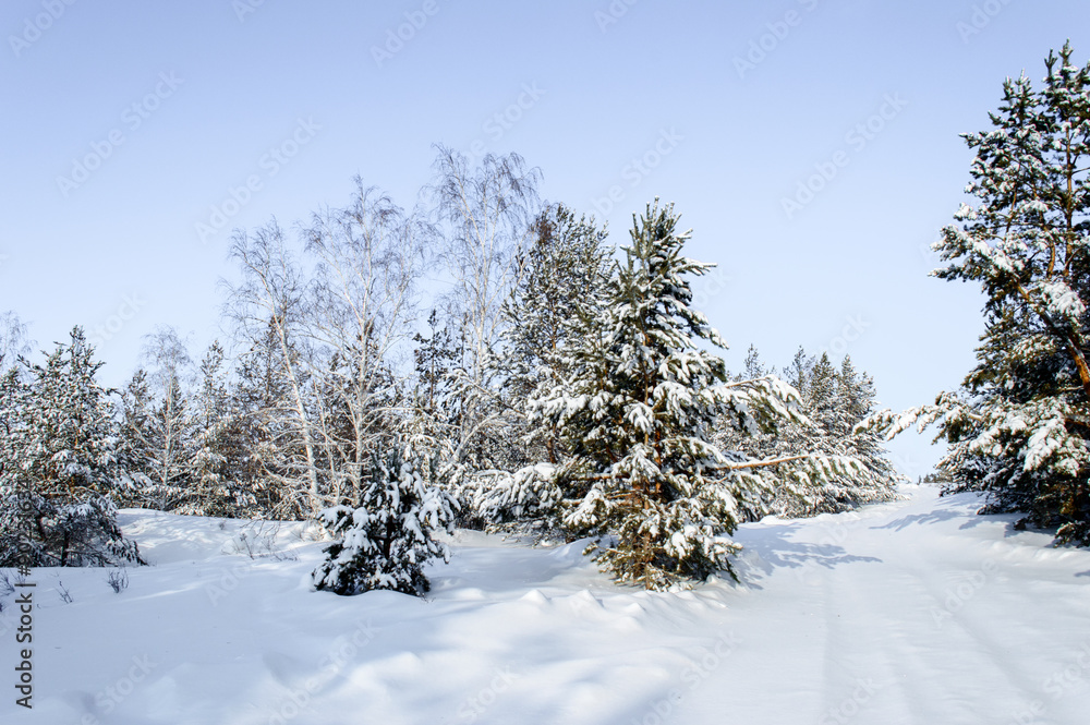 Obraz premium Birch and pine forest