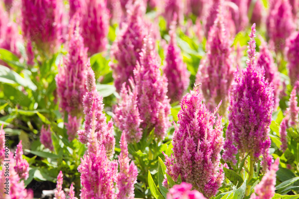 Obraz premium colorful celosia flower