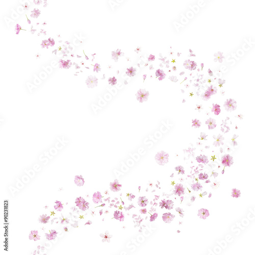 breeze curve of two different sakura blossoms, studio photographed, vertically repeating and isolated on absolute white