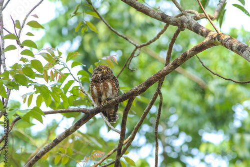 Collared Owlet (Glaucidium brodiei)