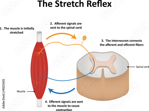 The Stretch Reflex photo