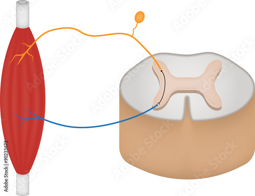 Reflex Arc photo