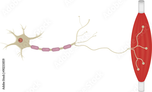 Motor Neurone