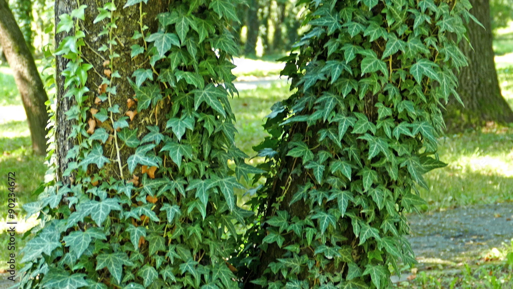 Moving background with nature in 4K. Botanical park on Timisoara, Romania. Moving background with nature in 4K. Botanical park on Timisoara, Romania.