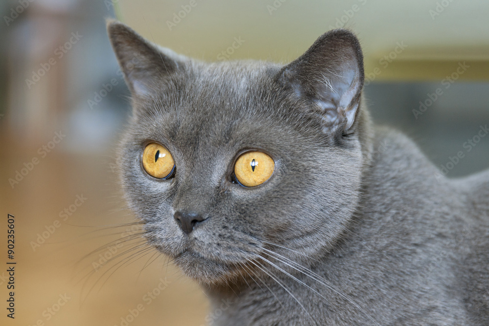 Scottish gray cat portrait