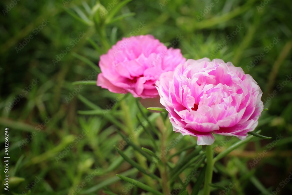Pink portulaca flowers Pink portulaca flowers