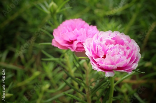 Wallpaper Mural Pink portulaca flowers Torontodigital.ca