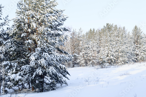 Wallpaper Mural Birch and pine forest Torontodigital.ca