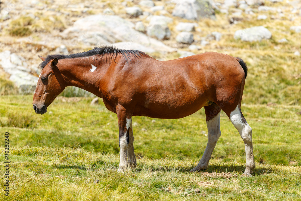 Spain, Wild Horse Resting at Gredos Mountain Range National Park Spain, Wild Horse Resting at Gredos Mountain Range National Park