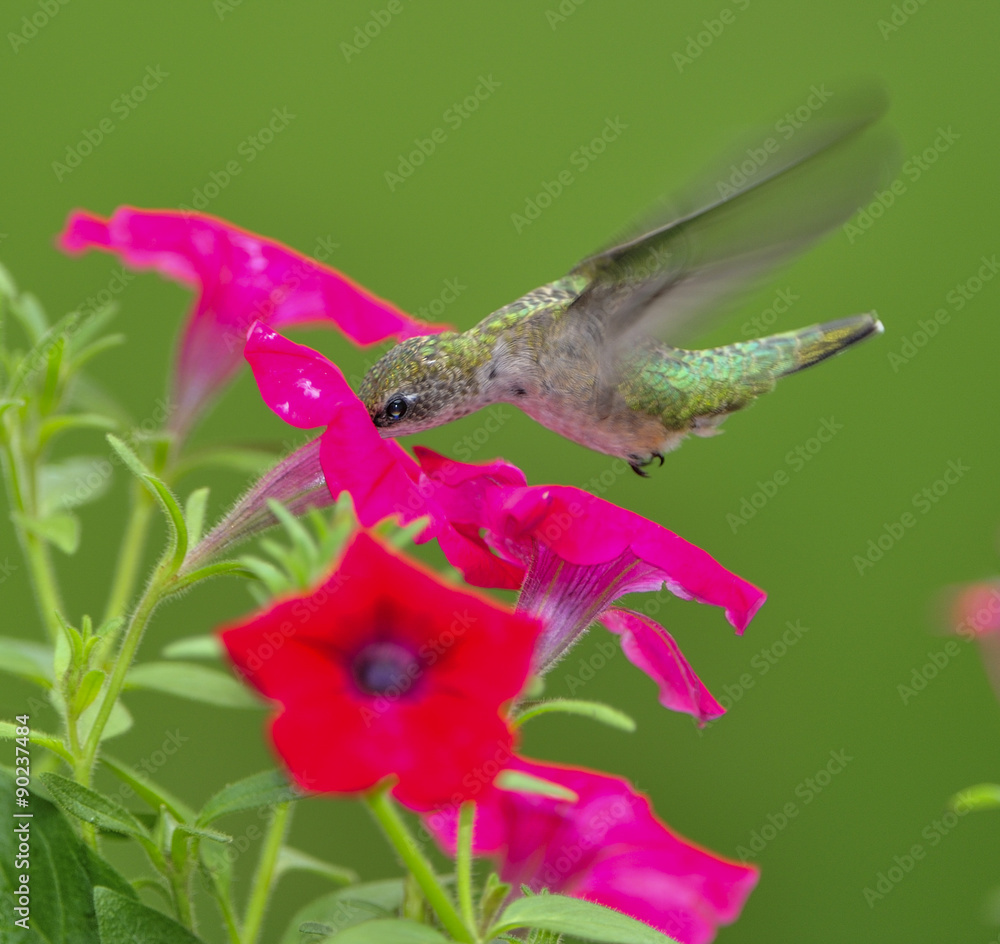 RUBYTHROATED HUMMINGBIRD FEEDING IN PETUNIAS foto de Stock Adobe Stock