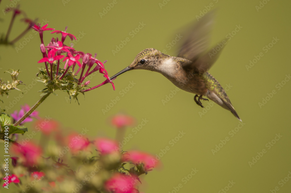 Fototapeta premium IMMATURE MALE RUBY-THROATED HUMMINGBIRD FEEDING IN FLOWERS