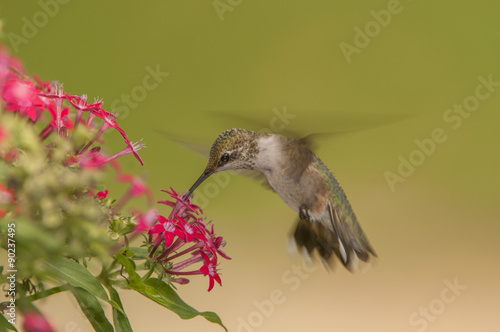 IMMATURE MALE RUBY-THROATED HUMMINGBIRD COLLECTING NECTAR