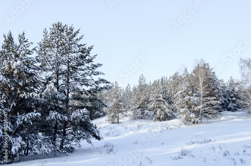 Birch and pine forest © BLIZNO ALEXANDER