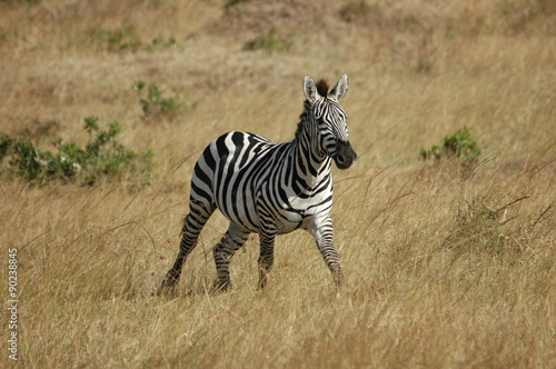 Zebre apeur   dans la savanne
