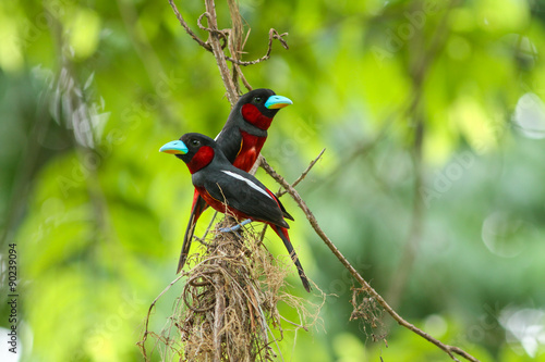  Black-and-Red Broadbill perching on a branch photo