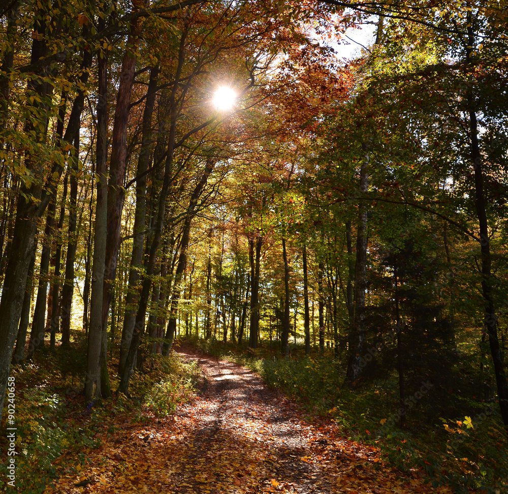 Fototapeta premium Sunny colorful autumn, forest road