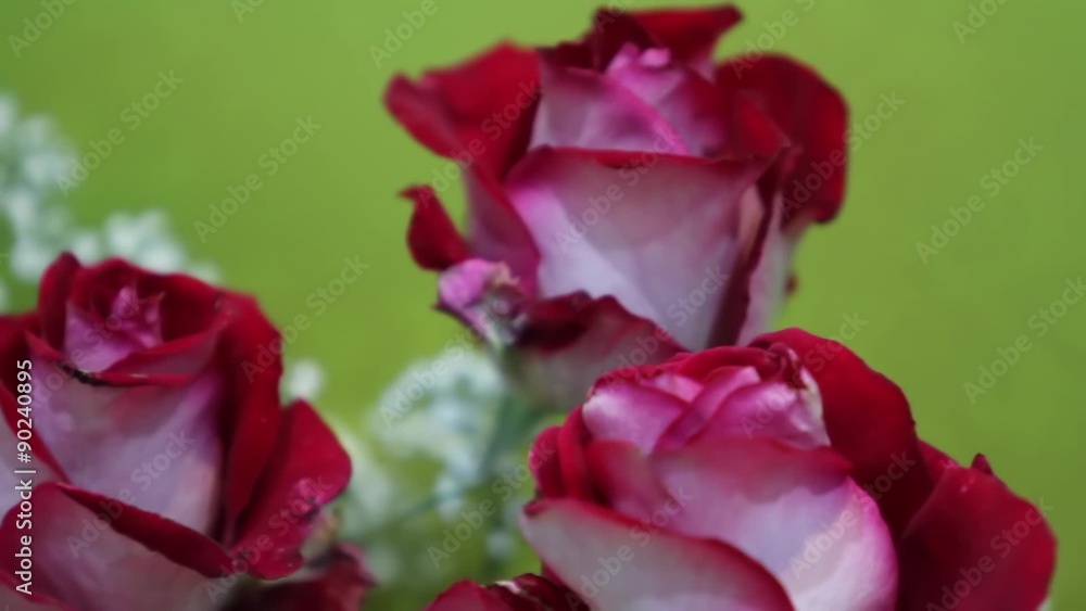 Beautiful set of red and pink roses, pan movement Beautiful set of red and pink roses, pan movement