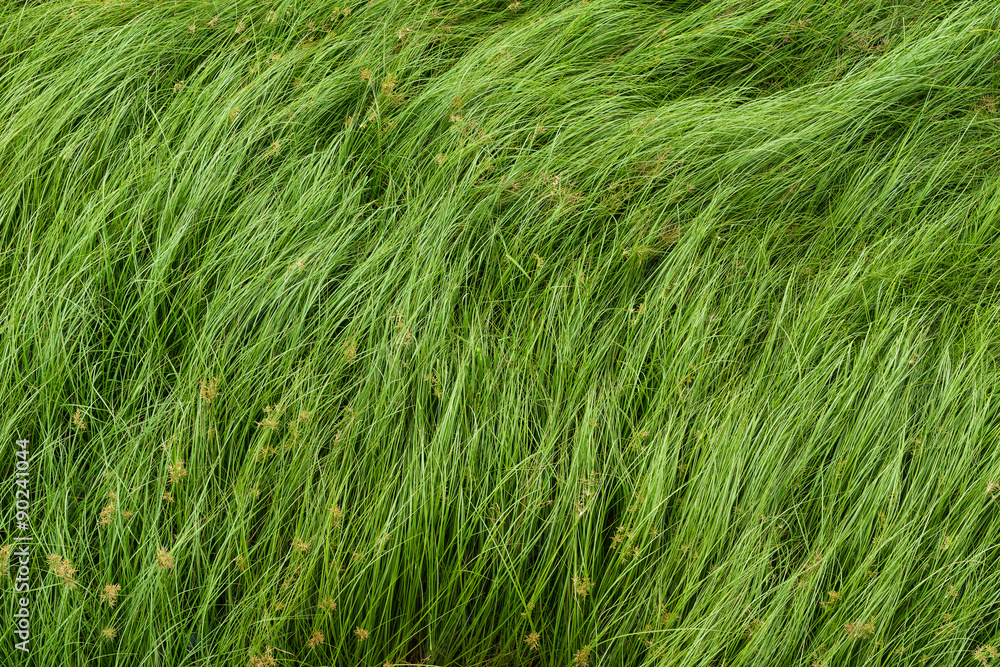 Nut grass, Purple nutsedge, Nutsedge, Cocograss Nut grass, Purple nutsedge, Nutsedge, Cocograss