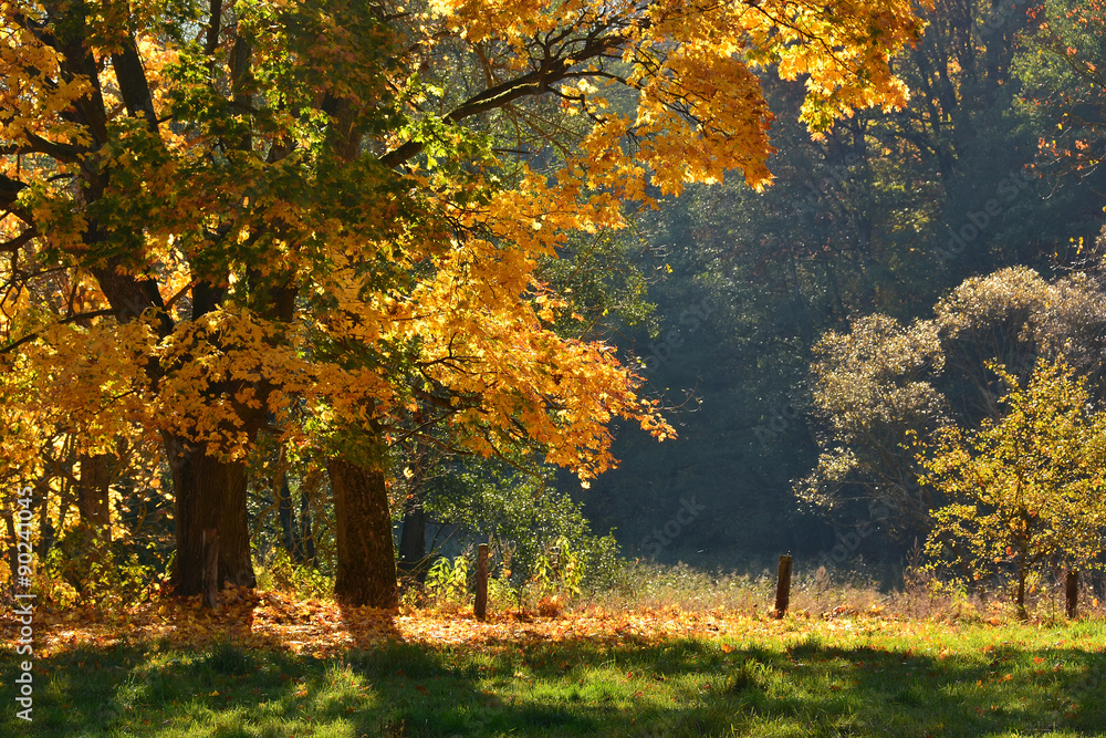 Autumn tree in sunlight