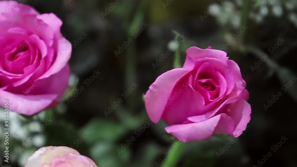 Beautiful set of pink roses, pan movement