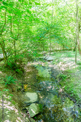Stream Through a Lush Green Forest