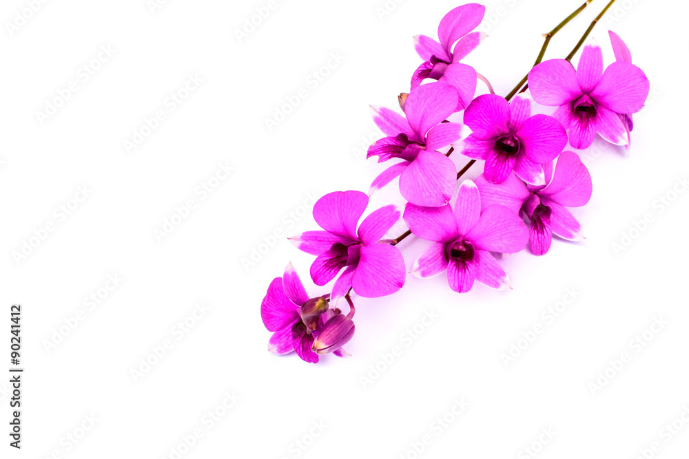 Branch of orchid flower isolated on white Branch of orchid flower isolated on white