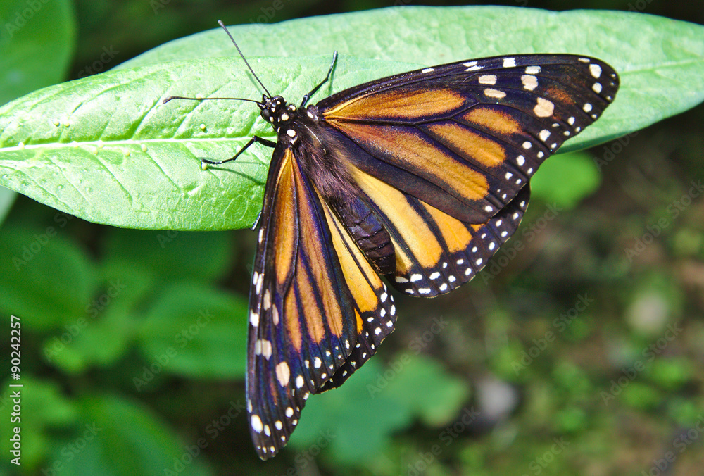 Fototapeta premium Monarch Butterfly and some green leaves