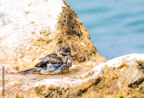 Sparrow taking a bath