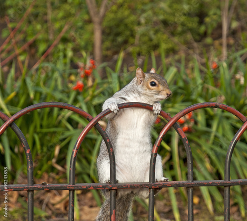 Squirrel in St James Park, London photo