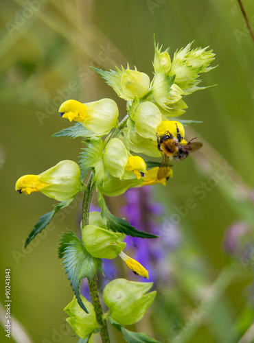 Rhinanthus minor photo