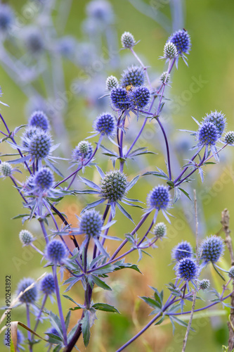 Eryngium planum