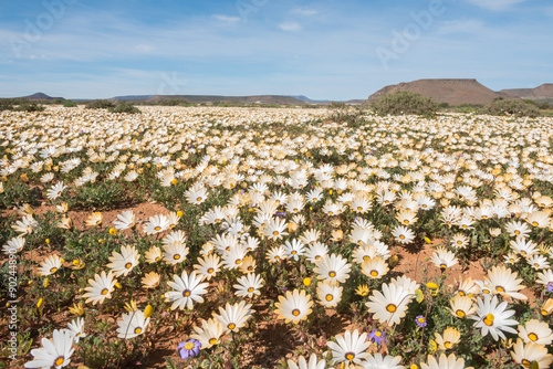 Fototapeta Naklejka Na Ścianę i Meble -  Wild flowers at Gannabos near Nieuwoudtville