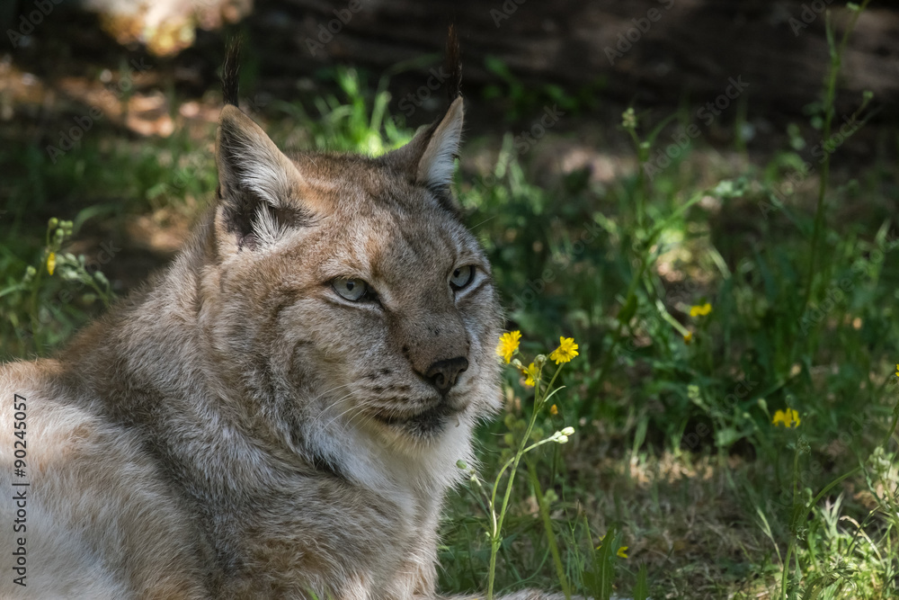adult European lynx lying in the shade
adult European lynx lying in the shade